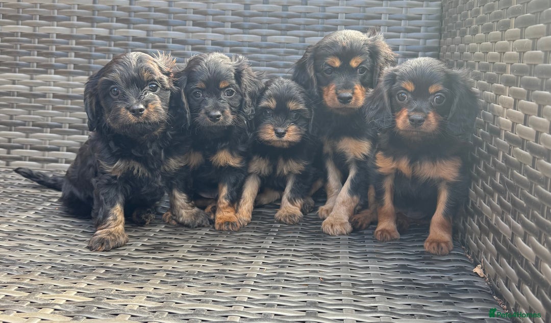 Cavapoo dogs for sale: Cavapoo rare black &tan health tested  - Image 2