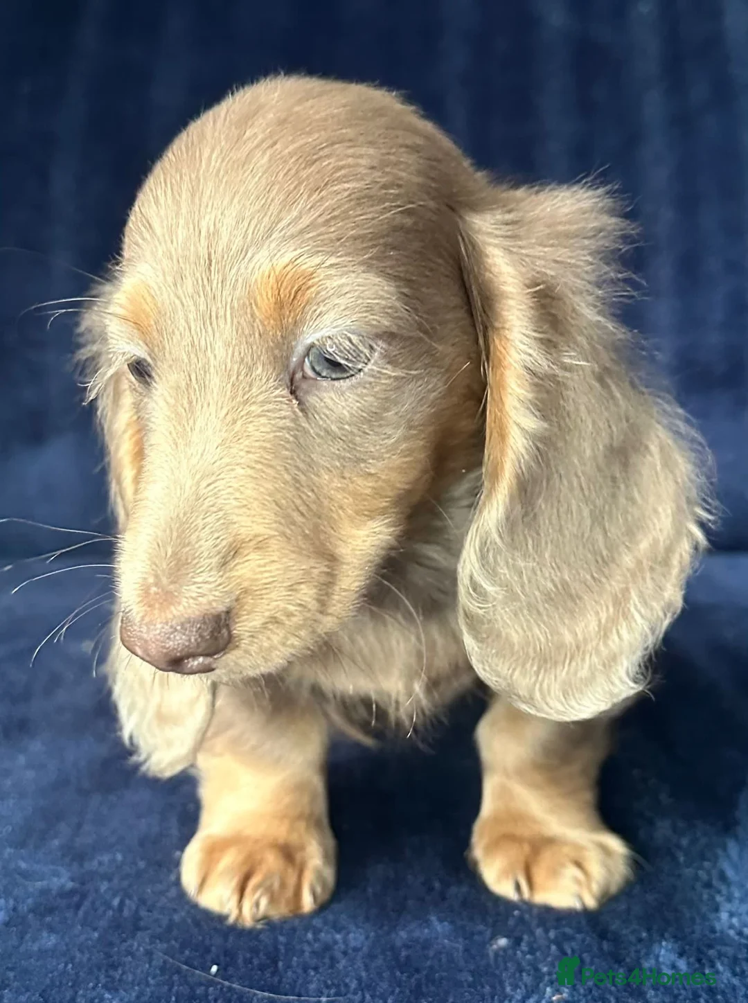 Miniature Dachshund dogs for sale: Isabella long haired boy available  - Advert 3
