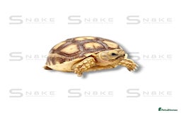 Tortoise reptiles for sale: SULCATA TORTOISES - Image 3