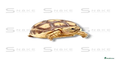 Tortoise reptiles - Advert 1