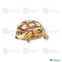Tortoise reptiles - Advert 1
