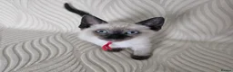 Snowshoe cats for sale: Rare pedigree snowshoe kittens - Advert 18