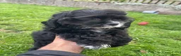 American Cocker Spaniel dogs for sale: American cocker spaniel -Now vaccinated!  - Advert 3