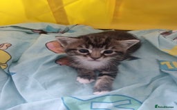 Mixed Breed cats for sale: A girl and boy kitten to br rehomed  - Image 2