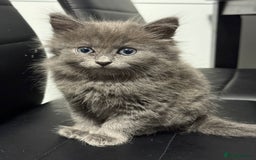 British Shorthair cats for sale: Kitten - Image 2