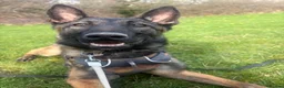 Belgian Shepherd Dog dogs for sale: 1 year old female Belgian malinos  - Advert 13