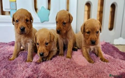 Labrador Retriever dogs for sale: ONLY 1 BEAUTIFUL KC FOX RED GIRL LAB AVAILABLE - Image 25