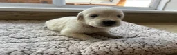 Golden Retriever dogs for sale: Health tested and KC-stunning golden retrievers  - Advert 15