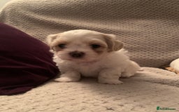 Malshi dogs for sale: Malshi puppies - Image 14