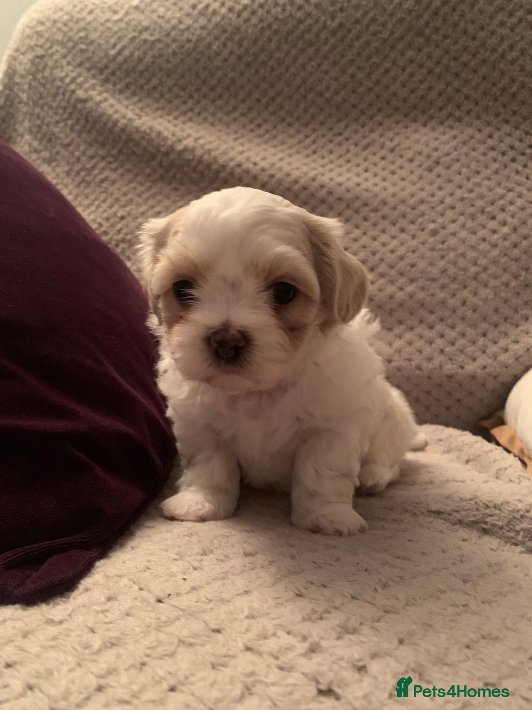Malshi dogs for sale: Malshi puppies - Image 14