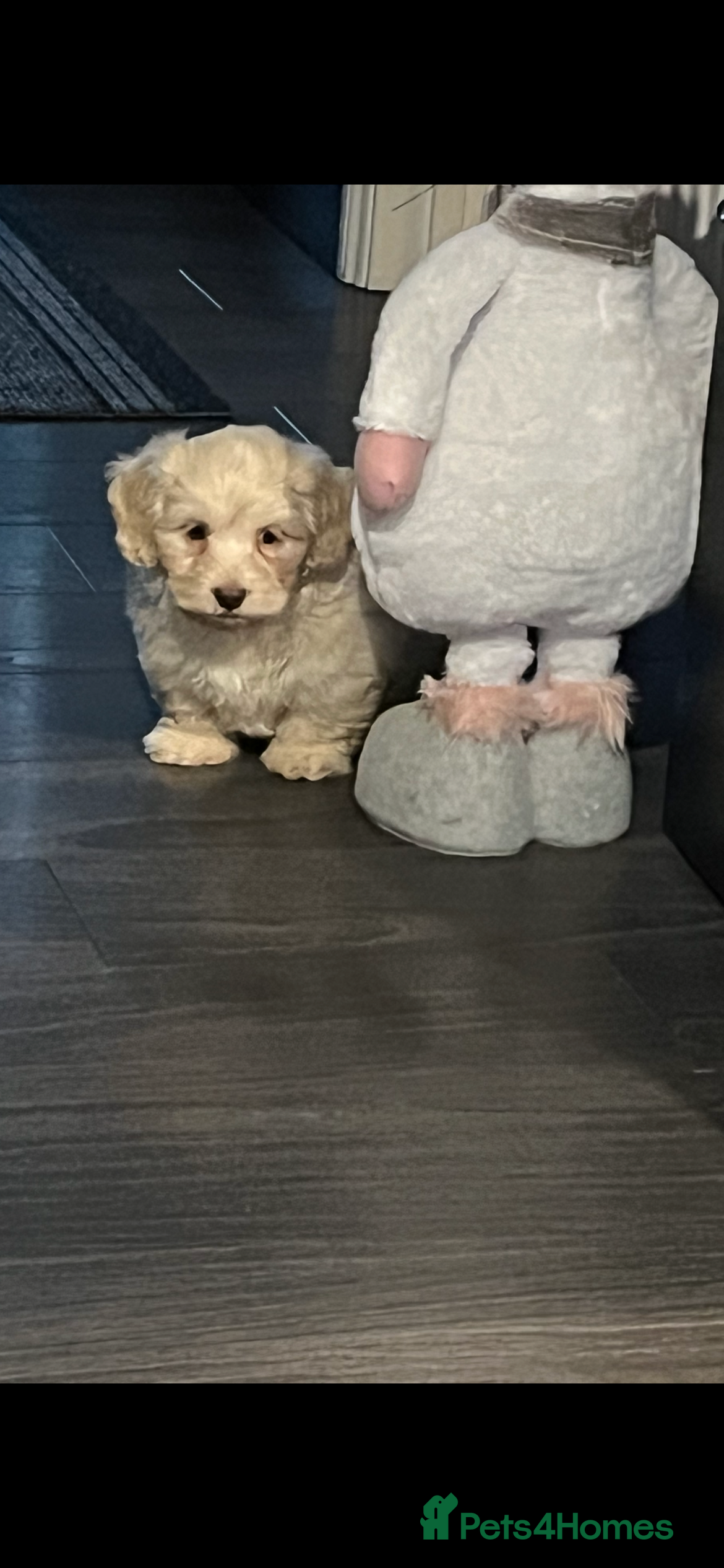 Mixed Breed dogs Amazing Shweenie girl - Advert 3