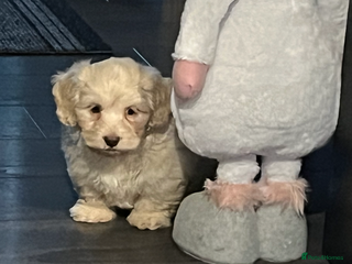 Mixed Breed dogs Amazing Shweenie girl - Advert 4