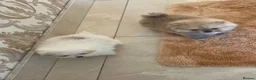 Pomeranian dogs for sale: KC Registered Pomeranian Puppies in Glasgow - Advert 11