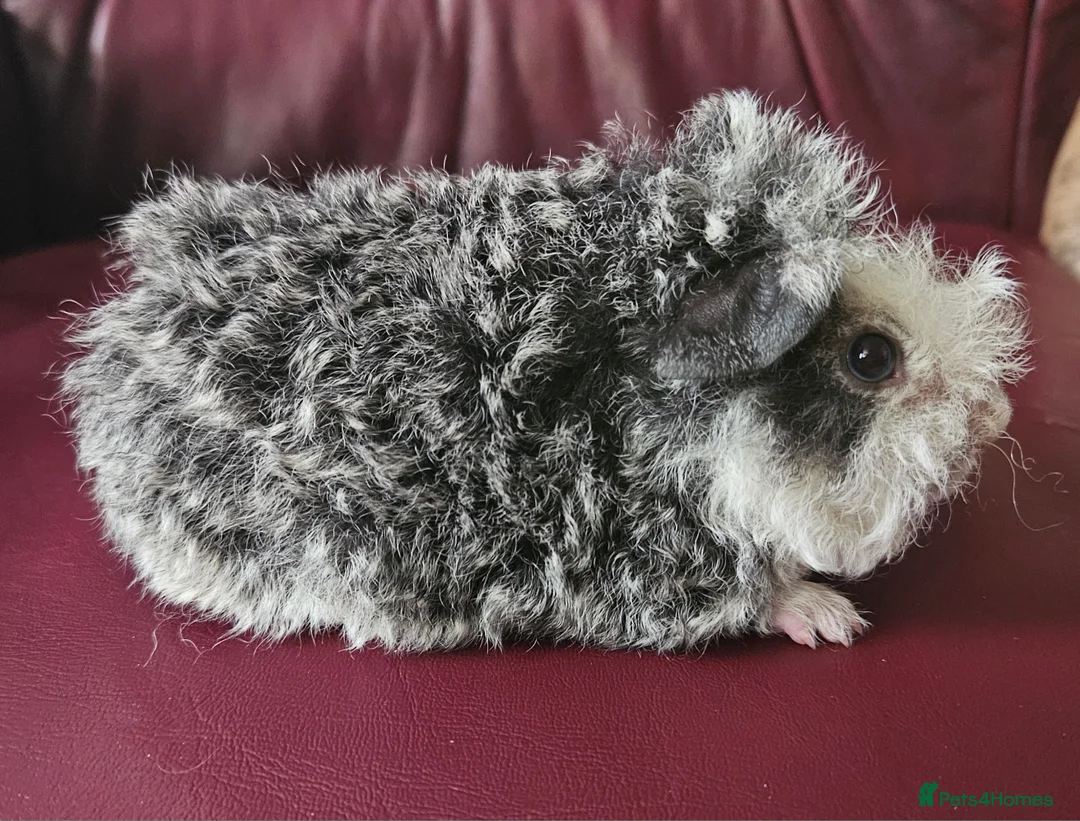 Guinea Pig rodents for sale: Beautiful funky babies - Advert 2