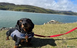 Dachshund dogs for stud: Stunning dachshund available for stud - Image 8