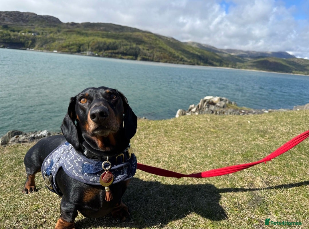 Dachshund dogs for stud: Stunning dachshund available for stud - Image 8