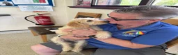 Mixed Breed dogs for sale: Male Double Doodle For Sale - Advert 7