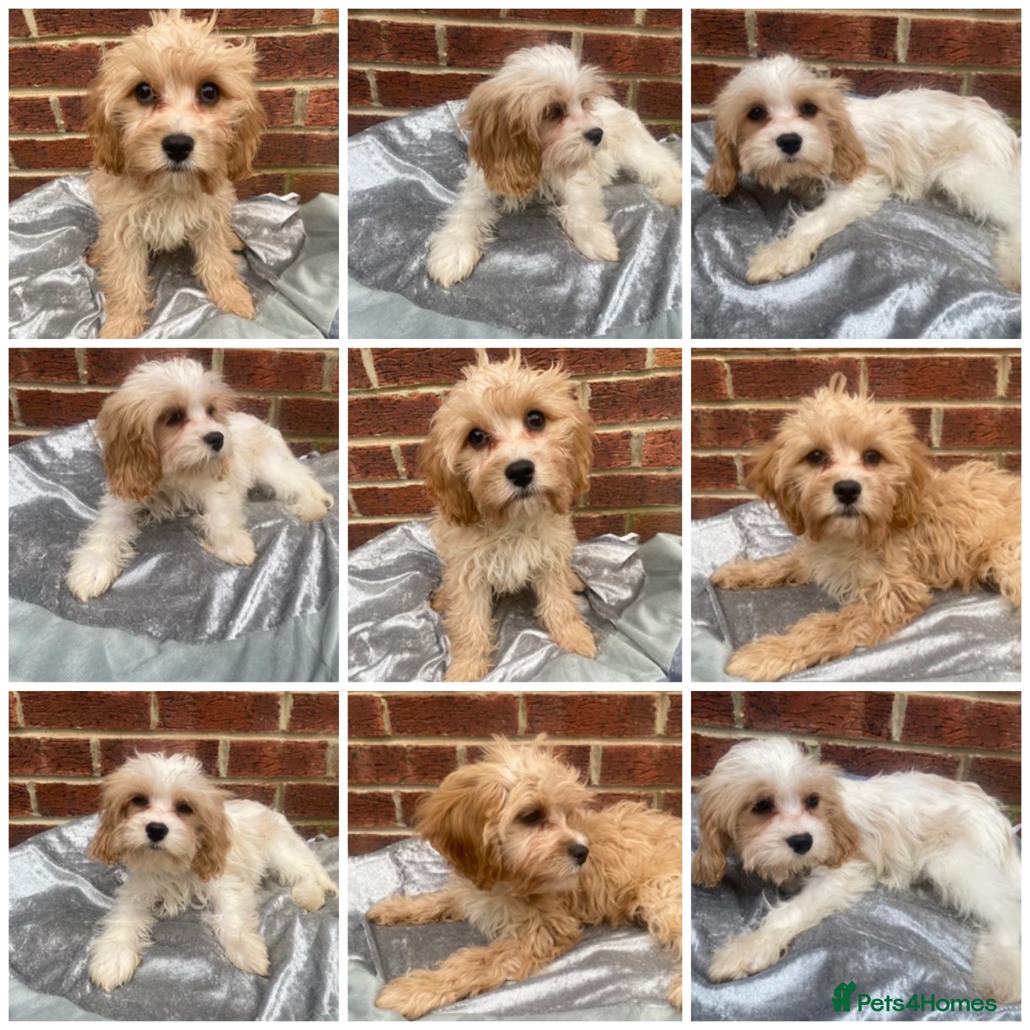 Cavapoo dogs  DNA clear parents/grandparents BVA heart/eyes - Advert 18