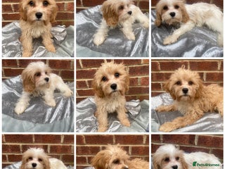 Cavapoo dogs DNA clear parents/grandparents BVA heart/eyes - Advert 18