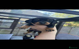 Miniature Dachshund dogs for sale: Miniature Dachshunds For Sale  - Image 4