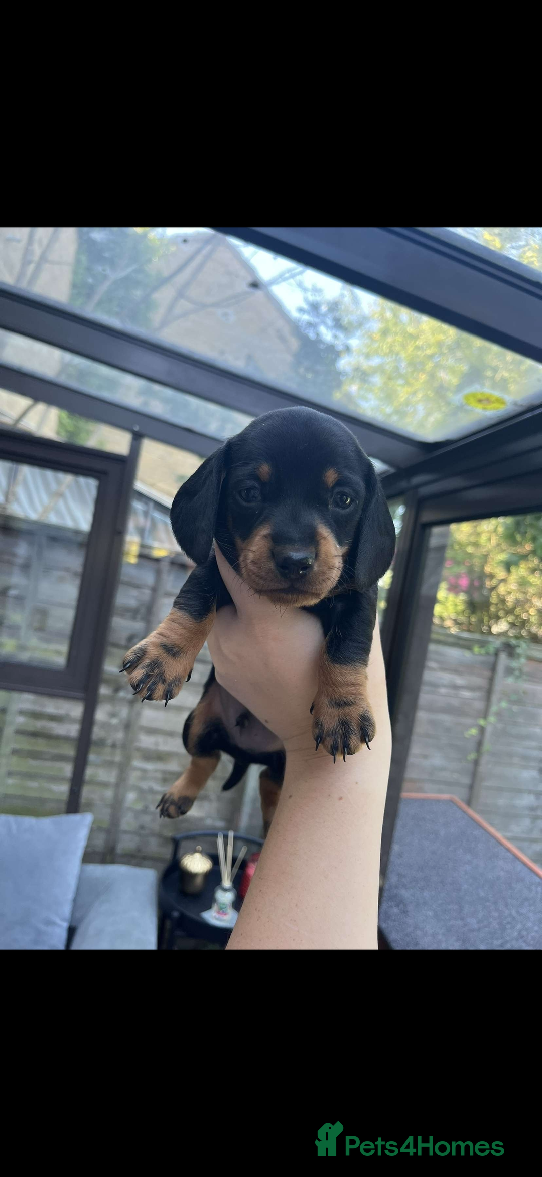 Miniature Dachshund dogs for sale: Miniature Dachshunds For Sale  - Image 4