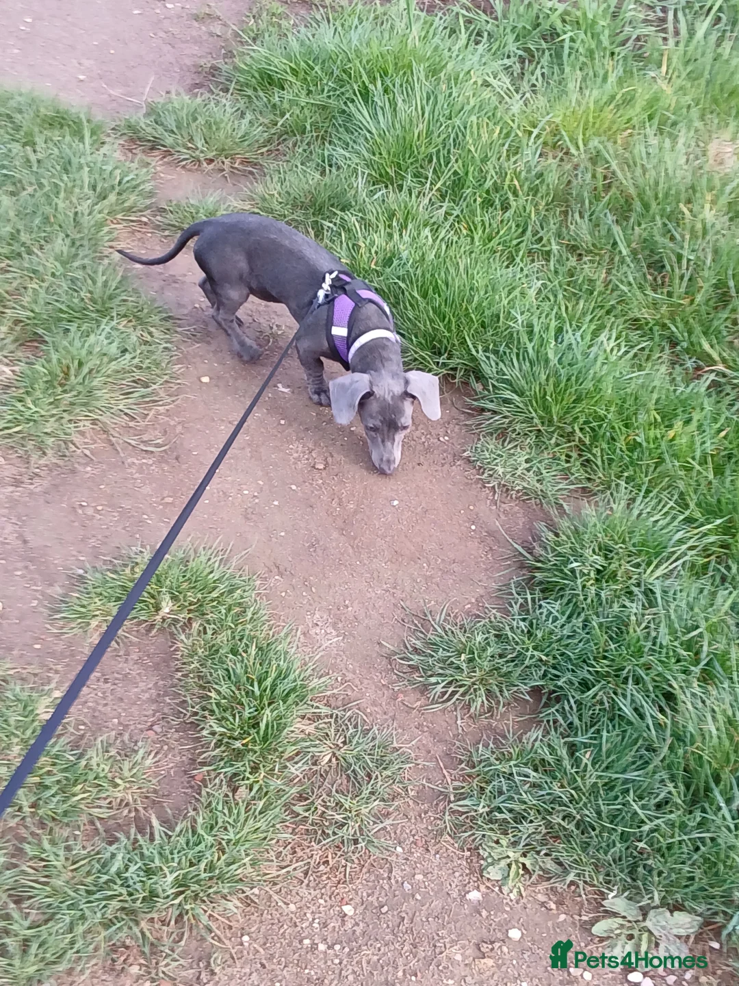 Dachshund dogs for sale:  dachshund in Mablethorpe - Advert 1