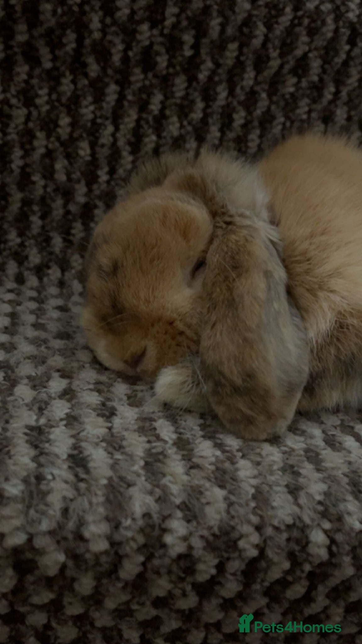 Mini Lop rabbits Coco Mini lop female bunny  - Advert 2