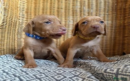 Hungarian Vizsla dogs for sale: Hungarian Vizsla Puppy -  KC Vizsla pups DNA Tested Hip Elbow Scored - Image 3