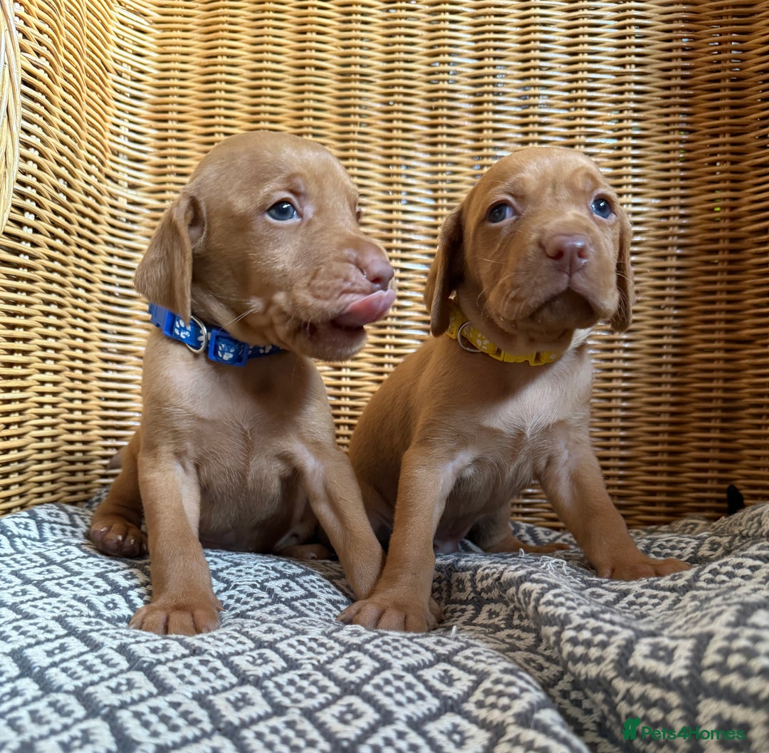 Hungarian Vizsla dogs for sale: Hungarian Vizsla Puppy -  KC Vizsla pups DNA Tested Hip Elbow Scored - Image 3