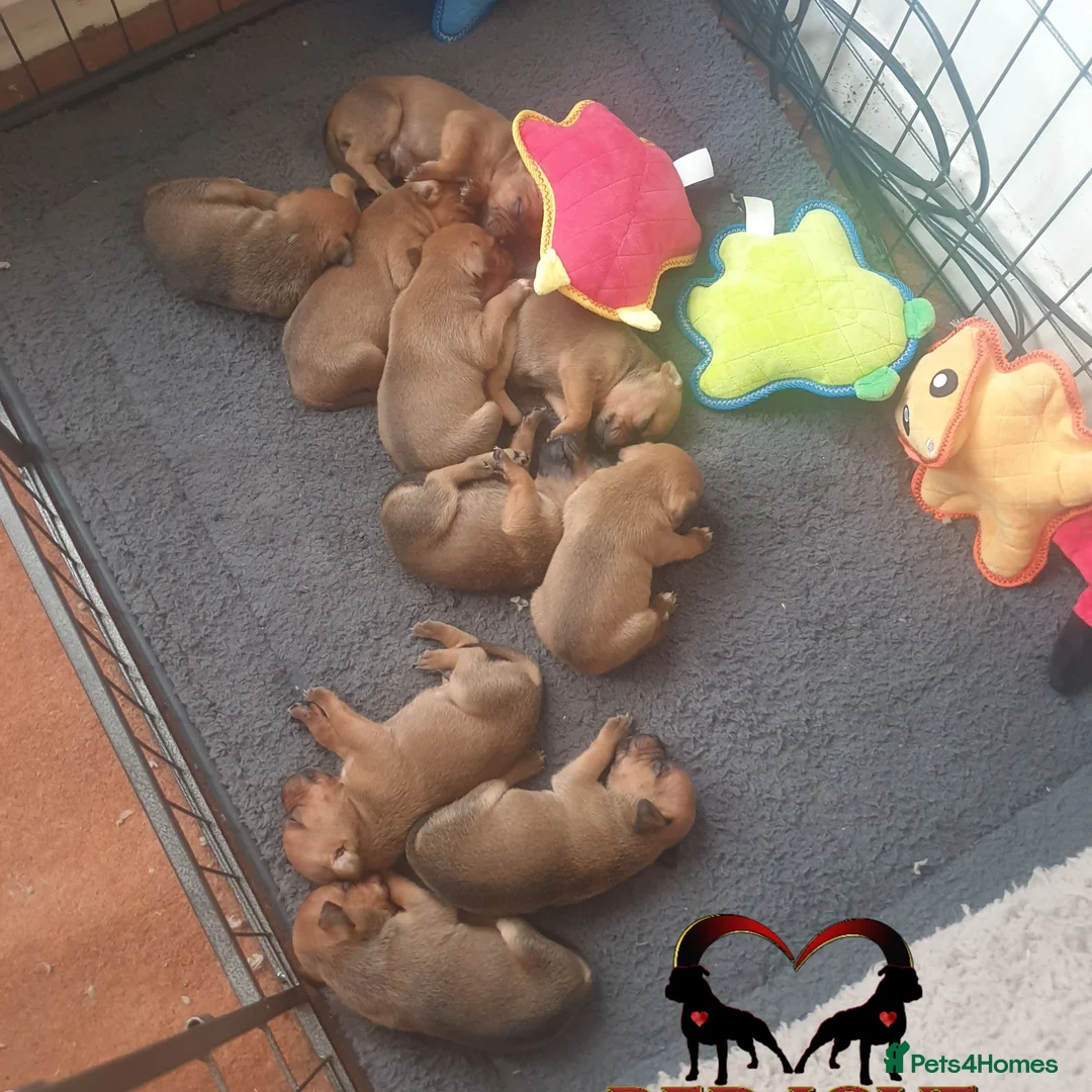 Staffordshire Bull Terrier dogs for stud: 🥨CHIEF CHAMPION SIRED. 🥨🏆  in Rochdale - Advert 20