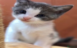 Mixed Breed cats for sale: 🐾 Adorable Kittens For Forever Homes 🐾  - Image 16