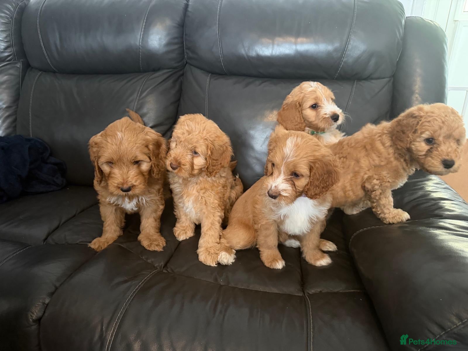 Cockapoo dogs for sale: Beautiful Cockapoo Puppies Seeking Loving Homes - Advert 1