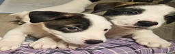 Mixed Breed dogs for sale: American Bulldog x American Akita - Advert 7