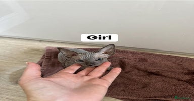 Sphynx cats - Advert 9
