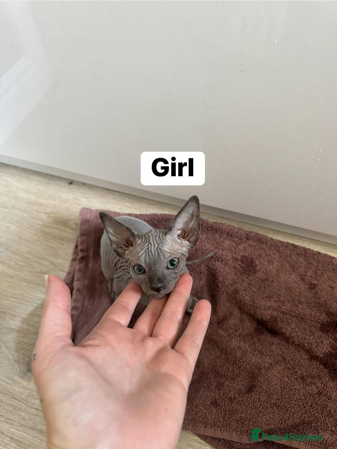 Sphynx cats for sale: Scottish Sphynx Kittens  - Image 3