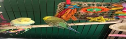 Budgerigars birds for sale: 4 friendly 2 male 2 female budgies babies - Advert 13