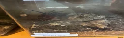 Mixed Breed reptiles for sale: Snakes spiders scorpions  in Macclesfield - Advert 10