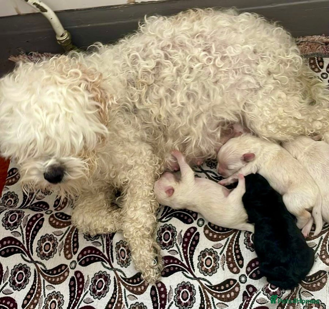 Maltipoo dogs for sale: maltepoo - Advert 1