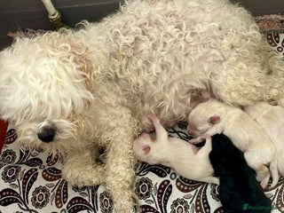 Maltipoo dogs maltepoo - Advert 1