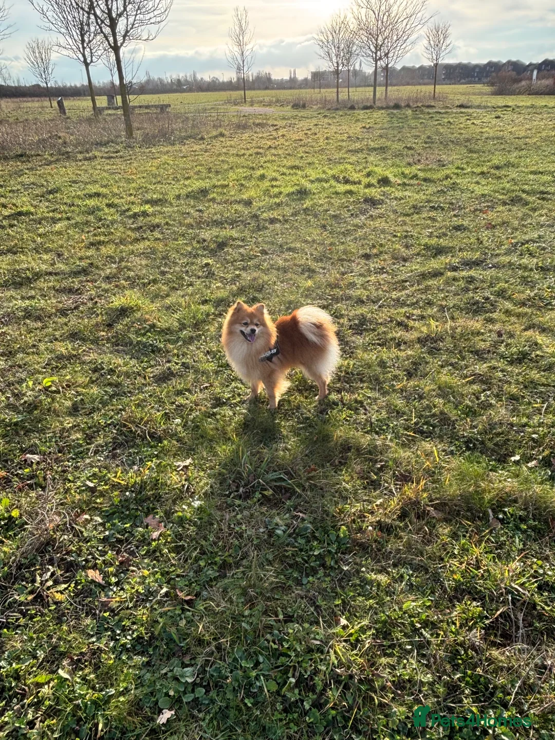 German Spitz dogs for stud: Pomeranian / German Spitz Klein - Stud - Advert 2