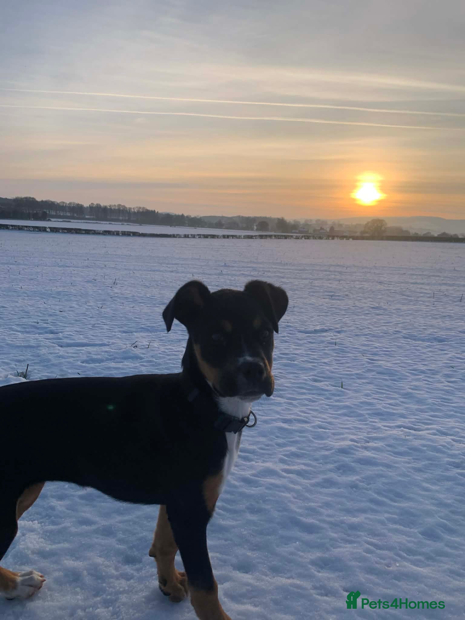 Mixed Breed dogs Box across Rottweiler 6months old  - Advert 4