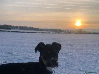 Mixed Breed dogs Box across Rottweiler 6months old - Advert 8