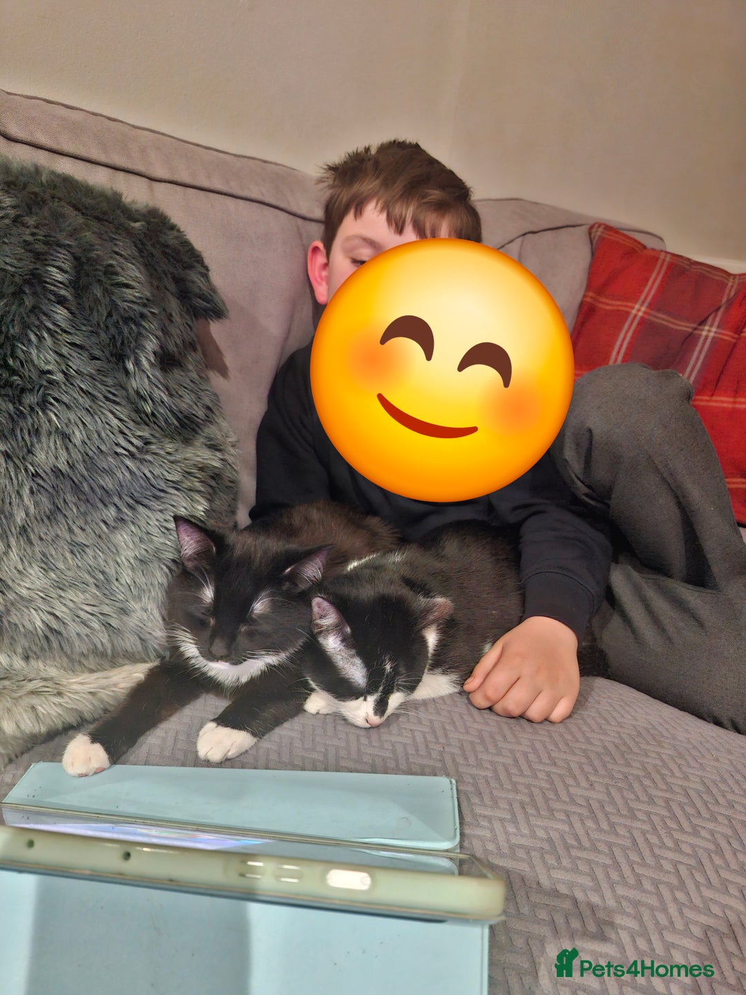 Domestic Shorthair cats for sale: Two black and white cats to rehome - Image 2