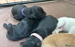 Sprocker dogs for sale: Sprocker Spaniel Puppies 🐶 - Image 5