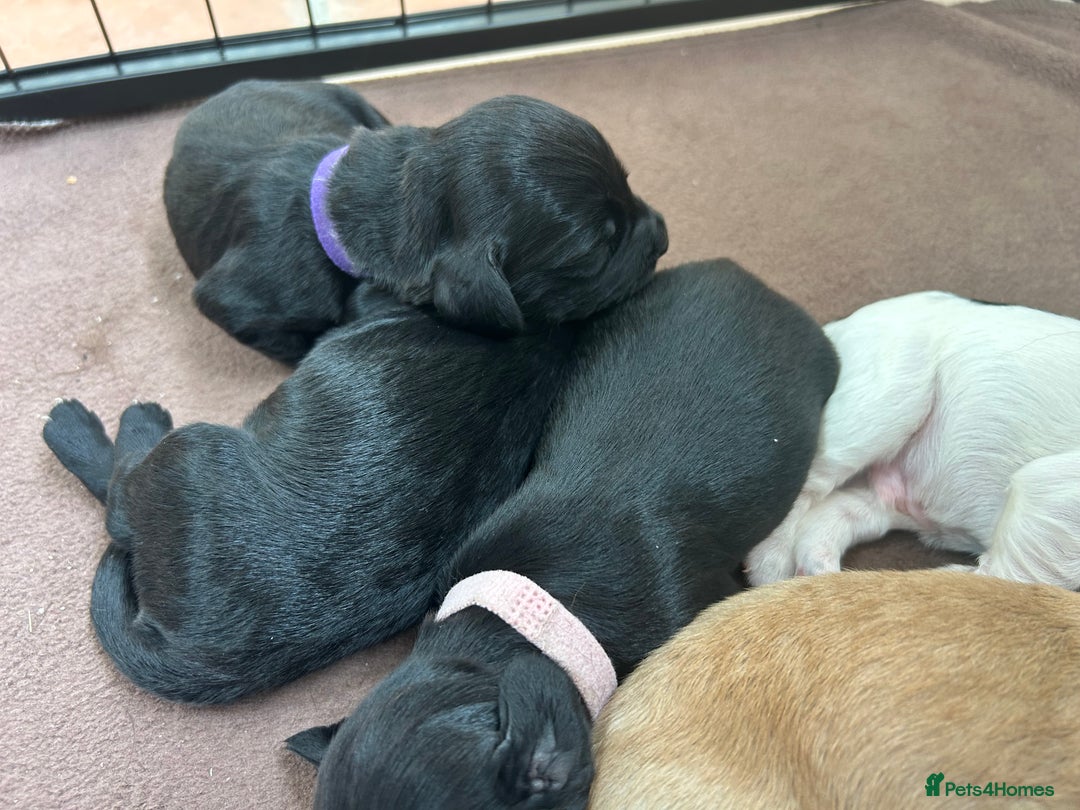 Sprocker dogs for sale: Sprocker Spaniel Puppies 🐶 - Image 5