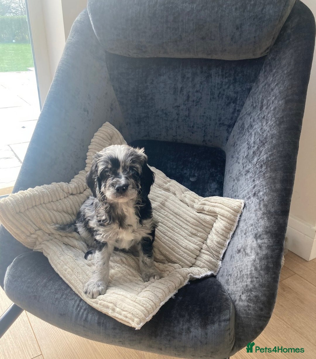 Cavapoo dogs for sale: WAITING LIST NOW OPEN Extremely Rare Merle F1  - Advert 3