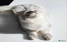 Maine Coon cats for sale: Maine Coon shaded lines - Image 9