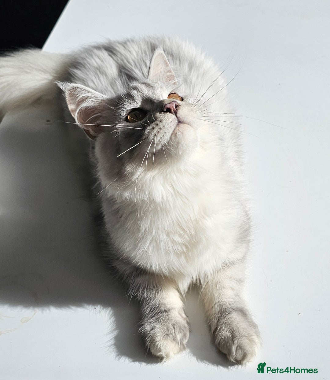 Maine Coon cats for sale: Maine Coon shaded lines - Image 9