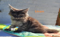 Maine Coon cats for sale: Black smoke XXL kittens  - Image 8