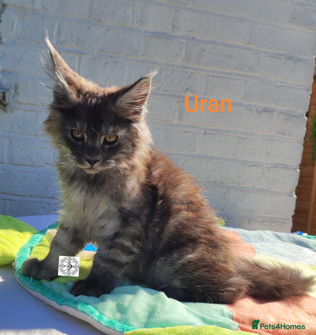 Maine Coon cats for sale: Black smoke XXL kittens  - Image 8